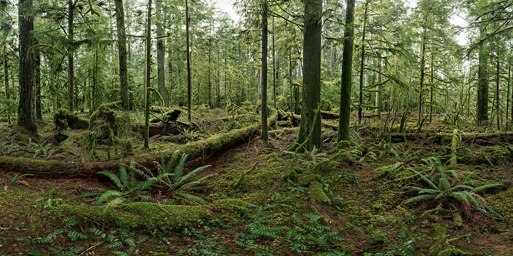 Cathedral Grove #1, Vancouver Island, British Columbia, Canada, 2017, photo © Edward Burtynsky, courtesy ADMIRA, Milano.